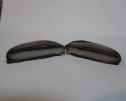 A peppermint patty that has been cut open.